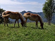69 Splendidi cavalli a Salvarizza, punto di partenza-arrivo della bella escursione